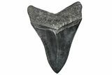 Fossil Megalodon Tooth - South Carolina #288229-2